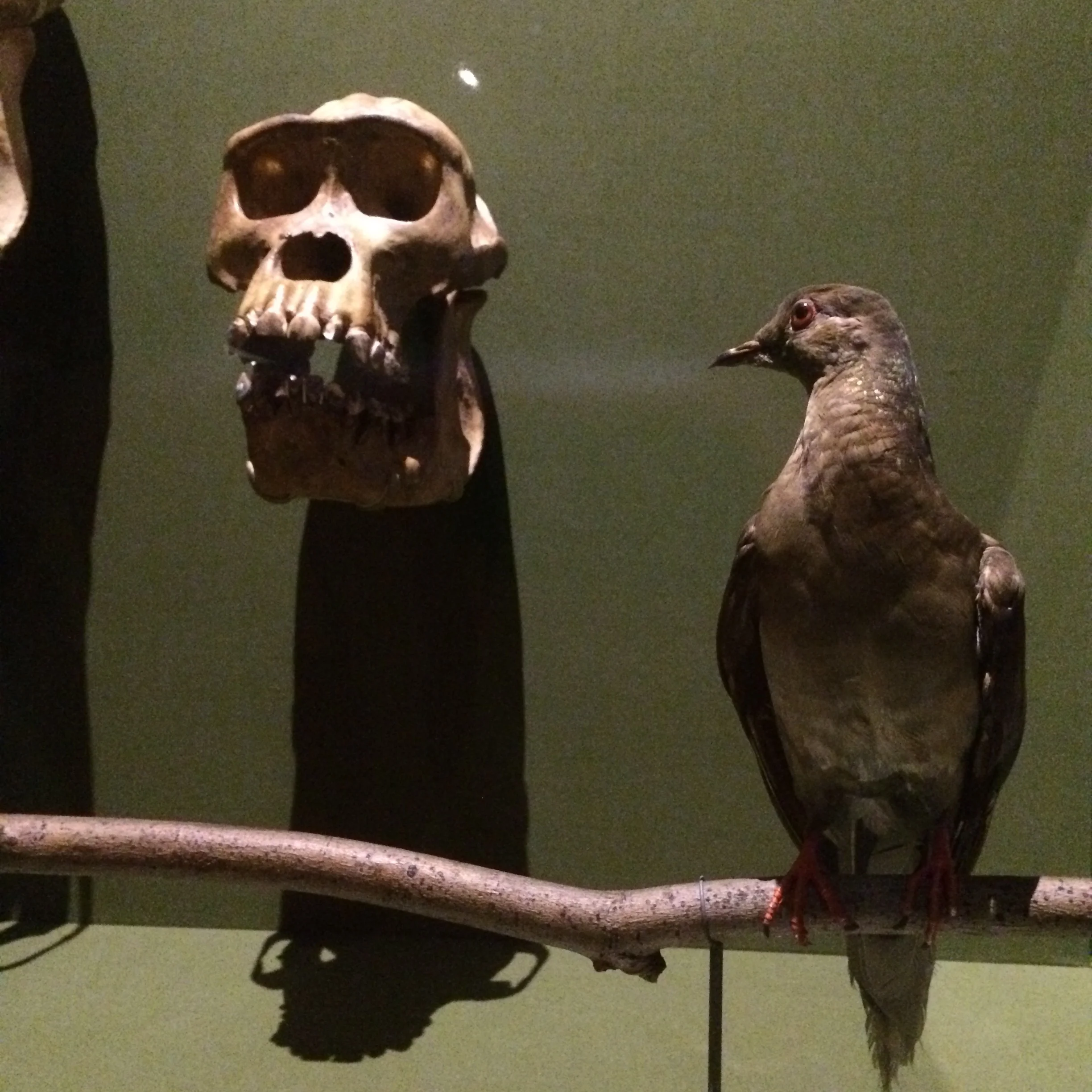 MARTA (1885-1914)The Last True Passenger Pigeon, our source of inspiration.