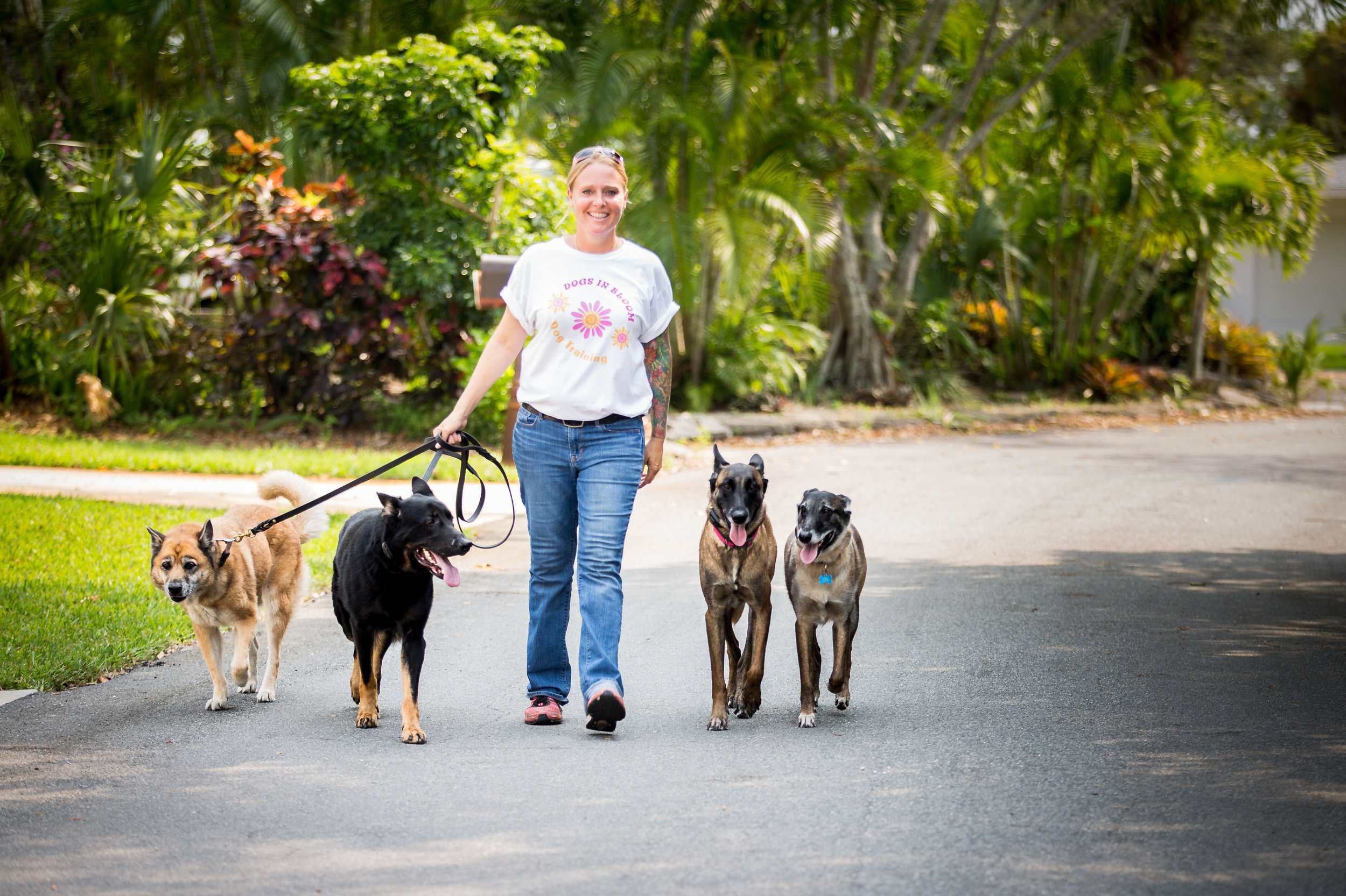 Palm Beach Dog Training Pack Walk