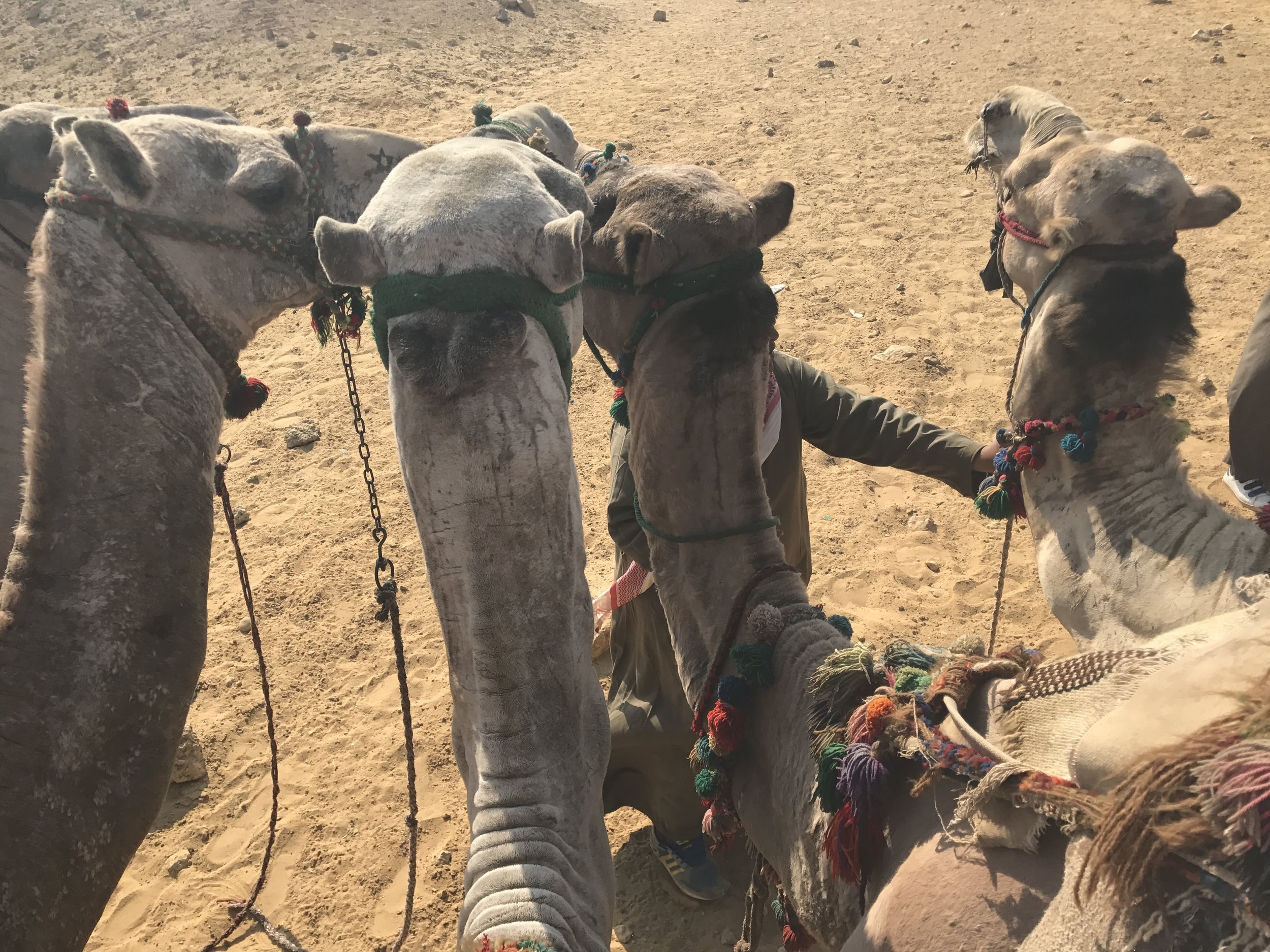 Camels, Giza (by Erika Mermuse)