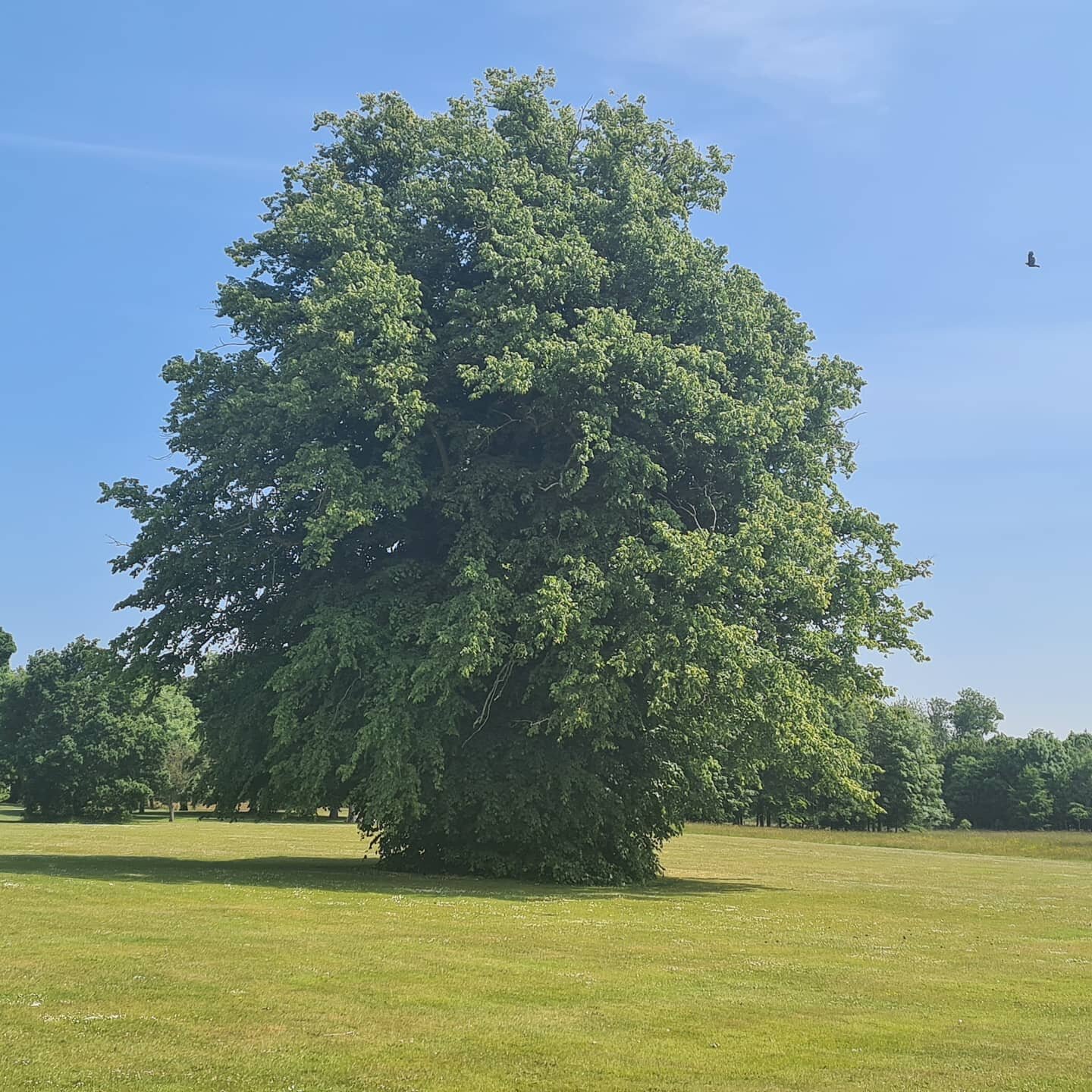 The groundstaff have been out in anticipation of THE CHURCH PICNIC. Did I mention it's this Sunday at 12.15pm, meeting at Newbridge House?