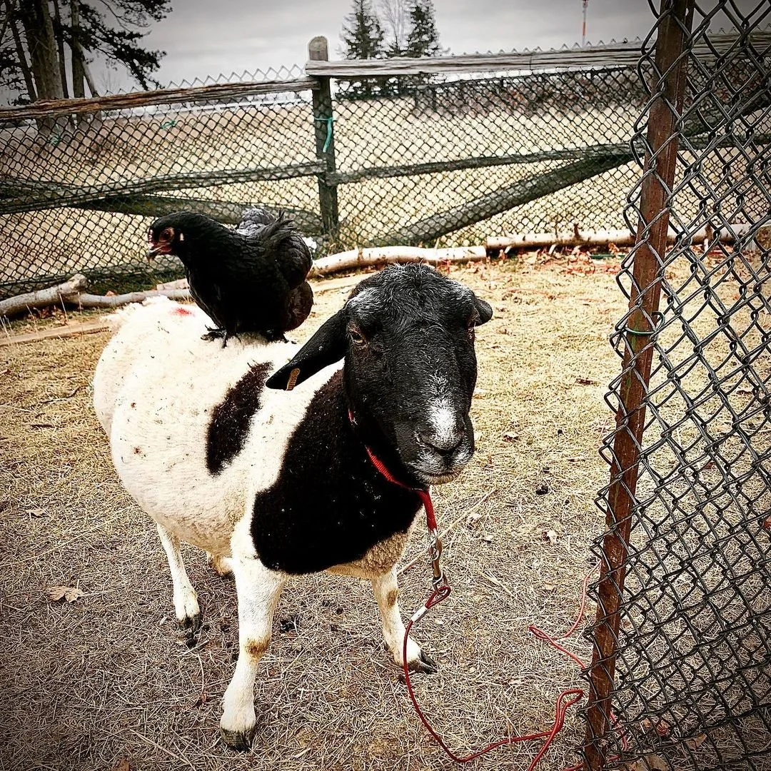 chicken on sheep.jpeg