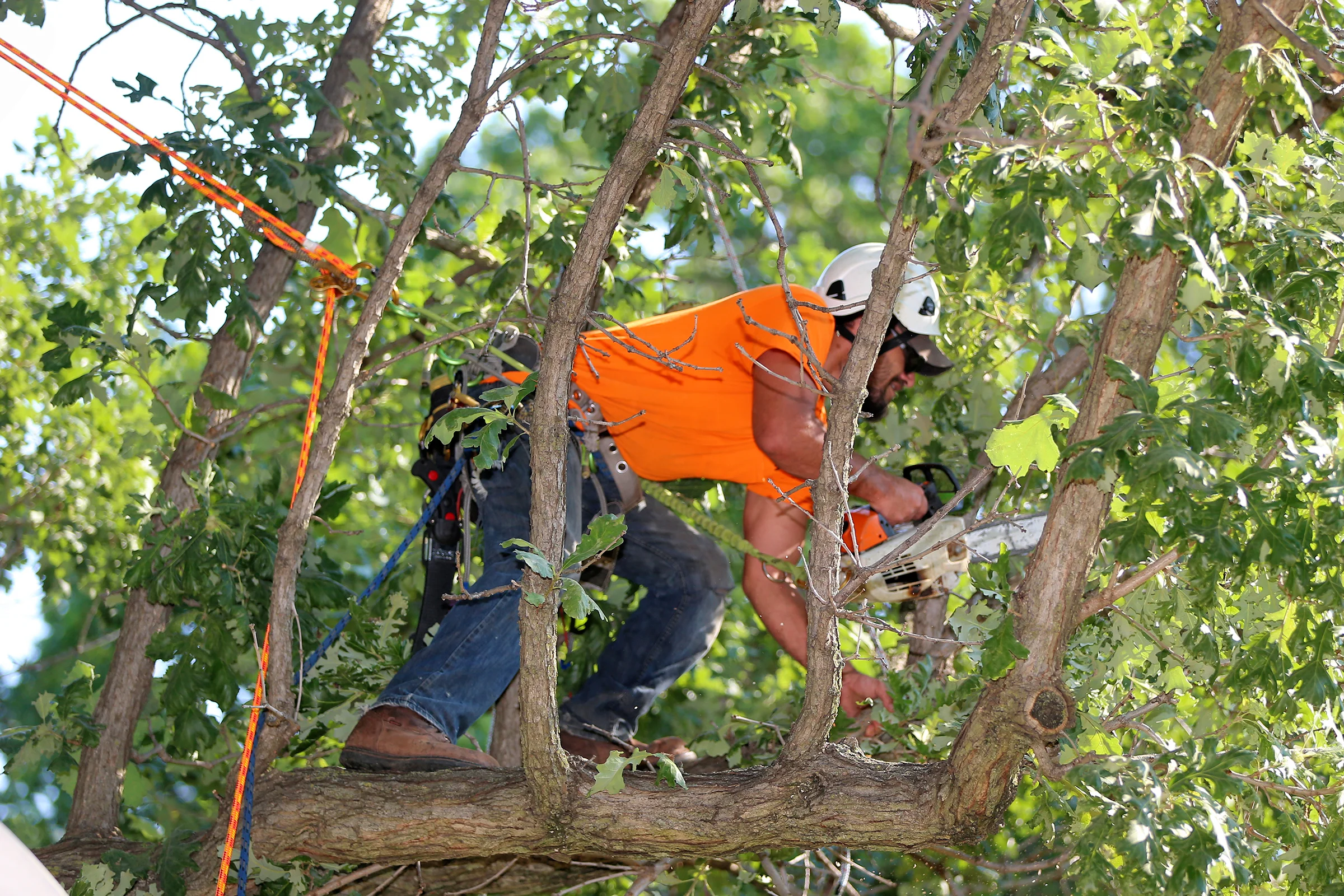 The Tree Guys work site