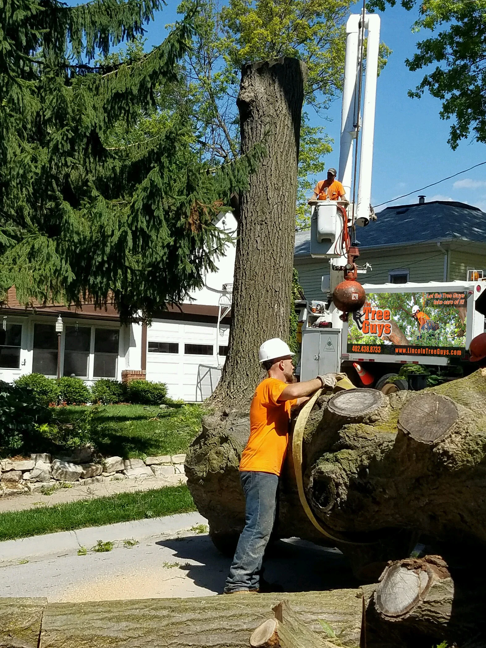 The Tree Guys gallery 2
