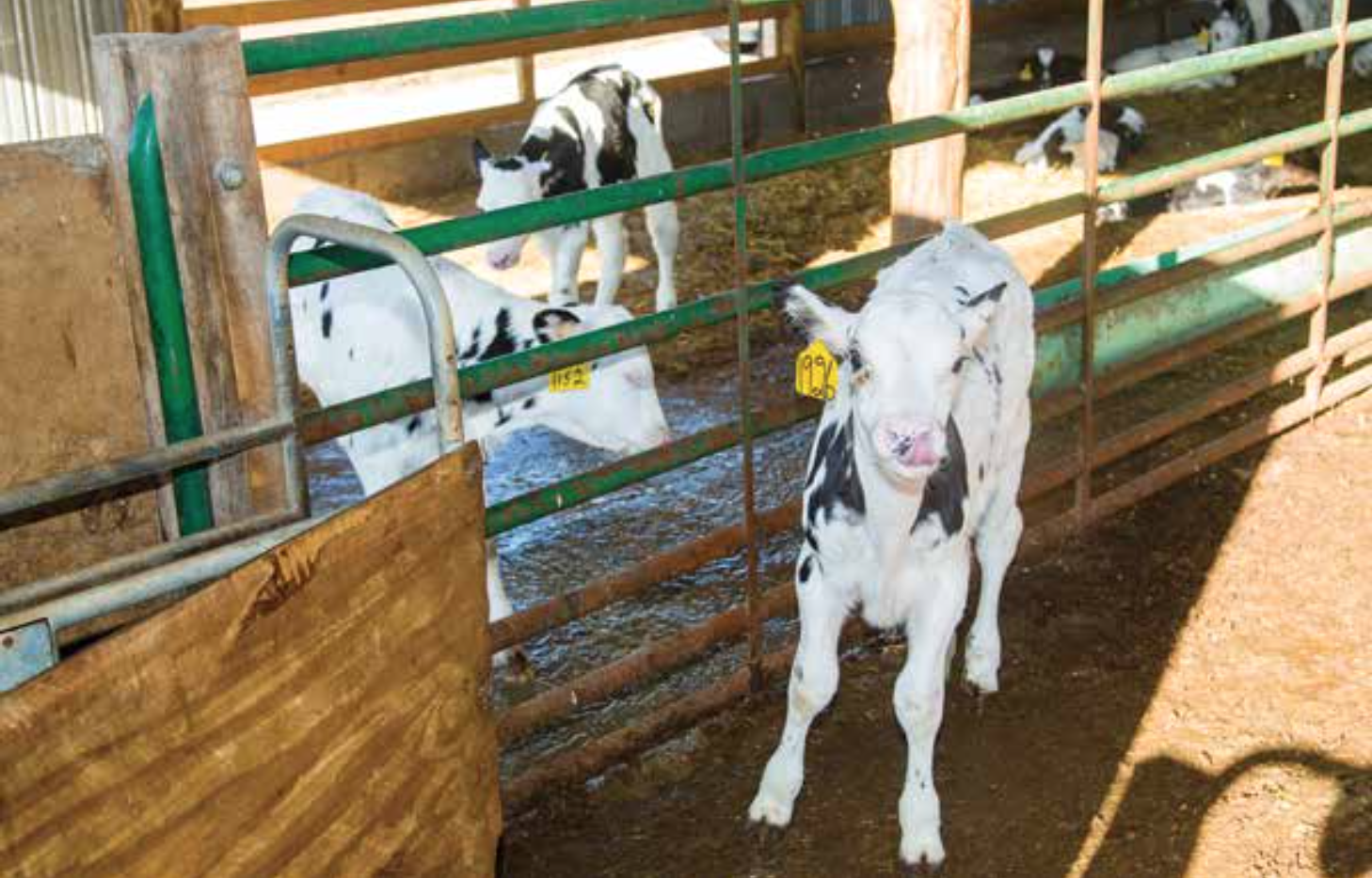 Baby calves at the Corbin Dairy are kept together in a barn instead of individual huts. 