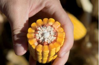 Kentucky corn is used to feed livestock, make bourbon and other spirits, produce ethanol and in the food industry.