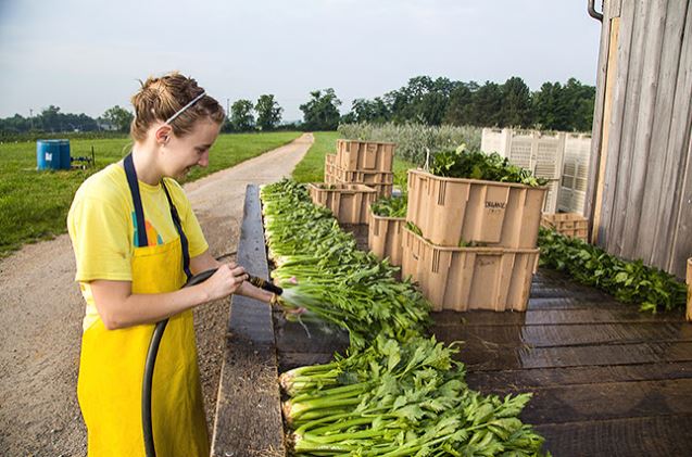 Photo from farmflavor.com