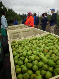 Pear harvest is Western Cape.