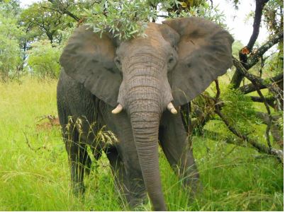 First sight within Kruger National Park. It was raining elephants, and we saw all the Big 5: Lion, Elephant, Cape Buffalo, Leopard and Rhinoceros. 