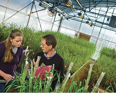 Katie Russell and David Van Sanford are examining the impact of climate change on wheat production in Kentucky.