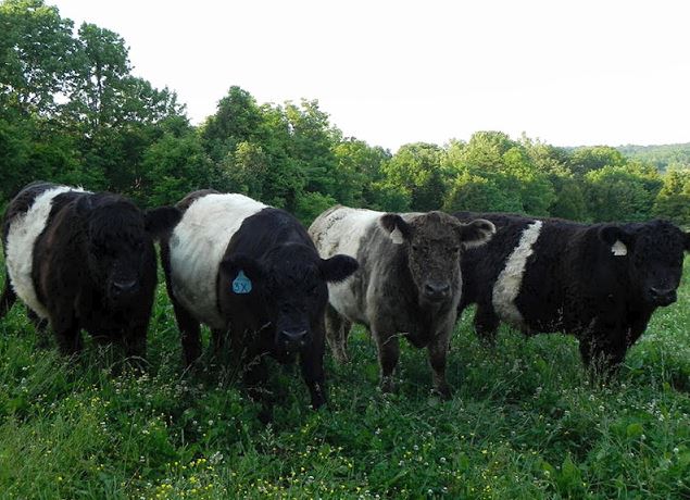 Belted Galloway beef cattle at Sherwood Acres Farm in Oldham Co., KY