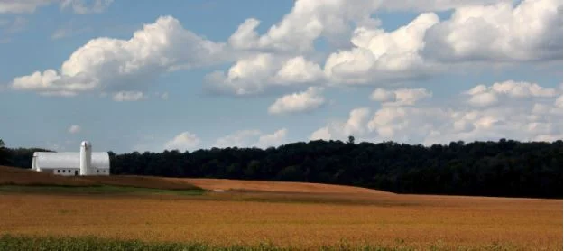 Kentucky soybeans