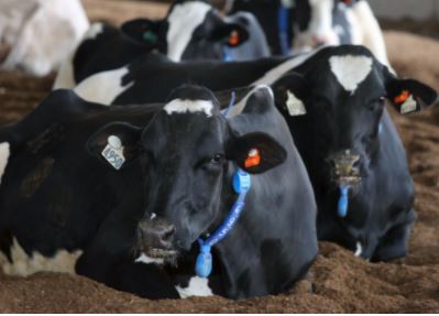 Cow comfort is a main focus of the research being conducted at UK. Monitoring devices are used to gather data related to a number of topics related to each animal.
