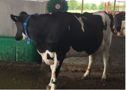 Six grooming brushes with 24/7 access for the cows are located within the new facility.