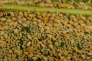 An up close view of different stages of sugarcane aphids on a sorghum leaf.