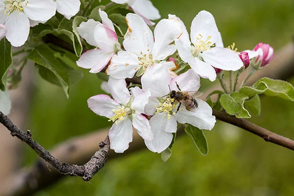 bee apple blossom.jpg