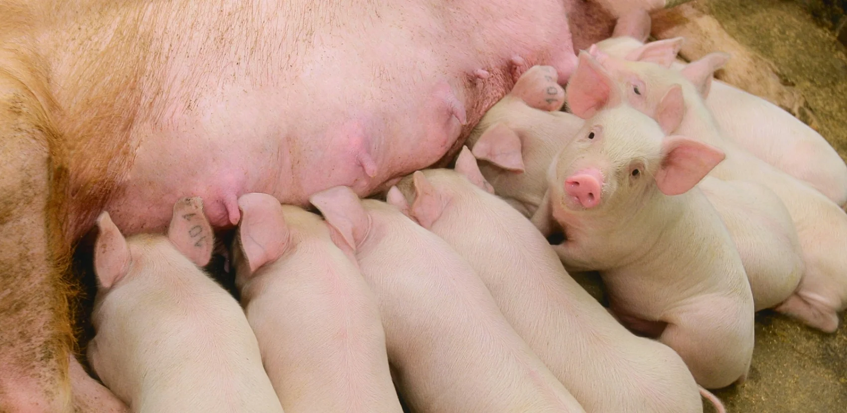 piglets nursing.jpg
