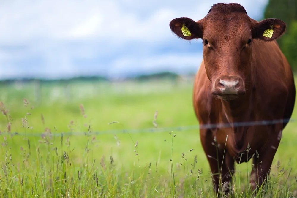 beef cow.jpg