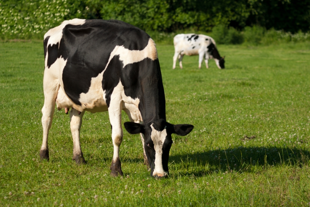 dairy cow grazing-3.jpg