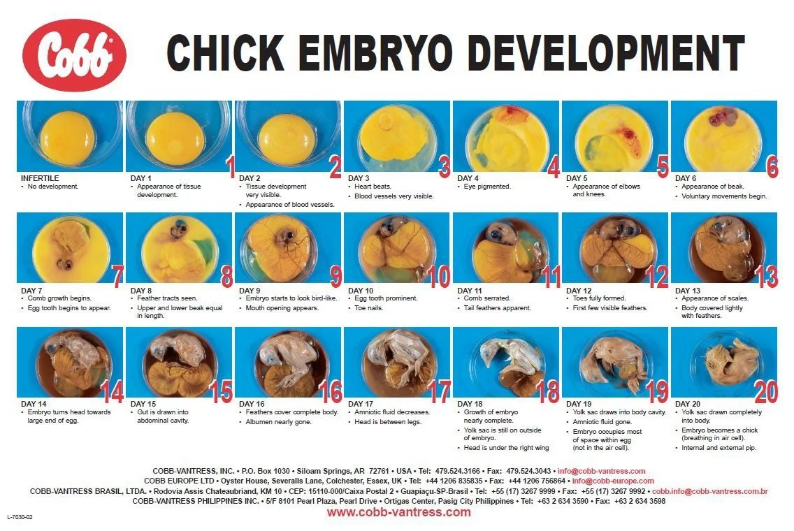 chick embryo.jpg