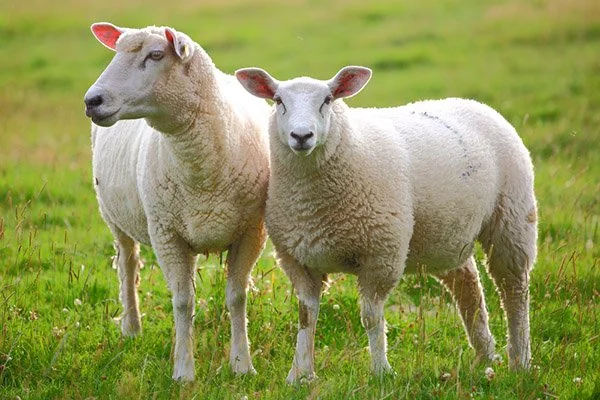 sheep wagon plans