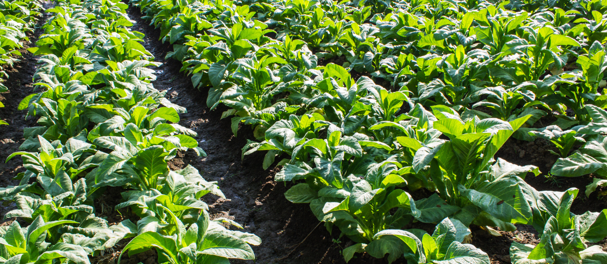 can you bring tobacco into australia Australia reduces duty free allowance of tobacco