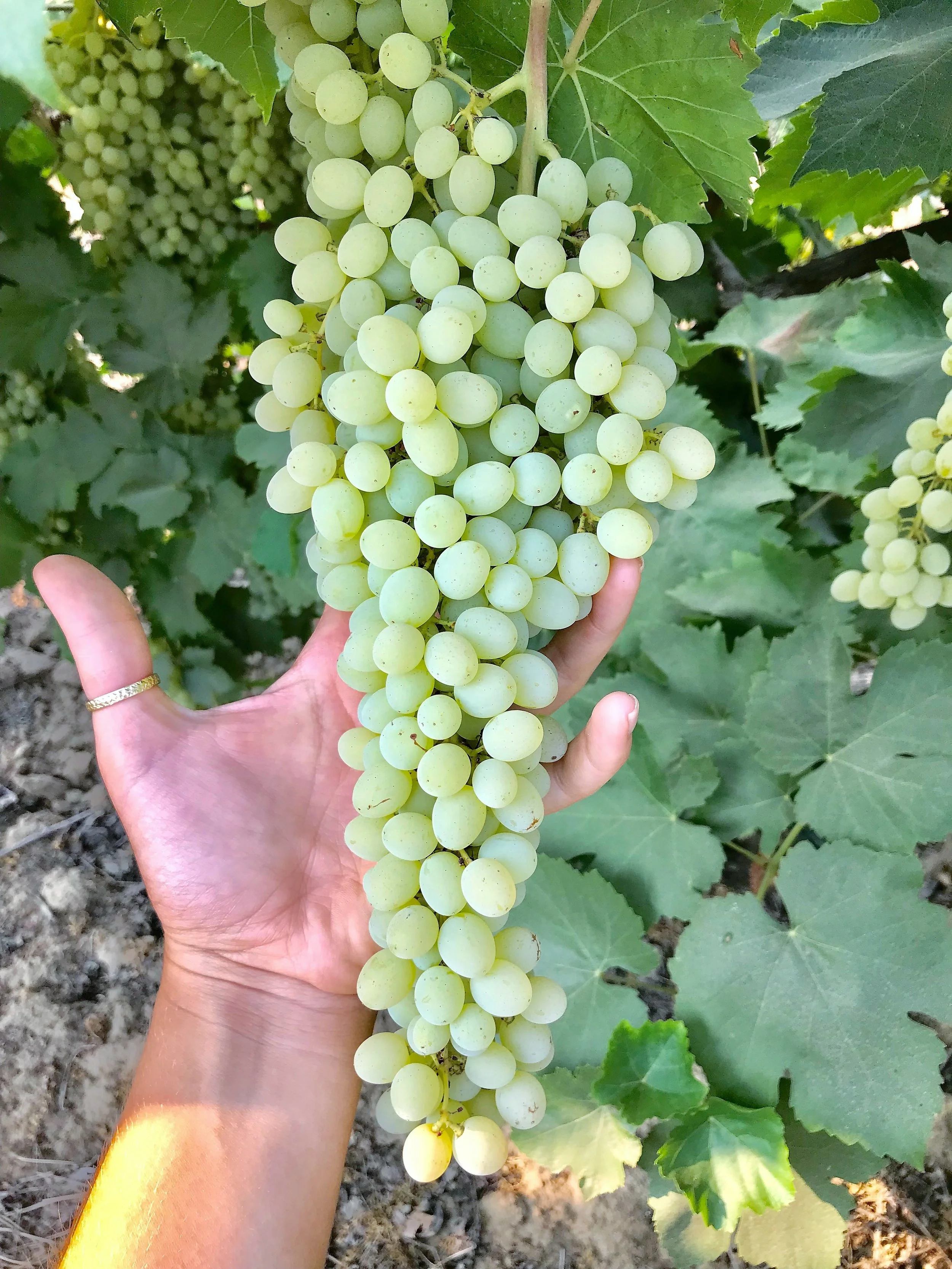 Harvest_2018.jpeg