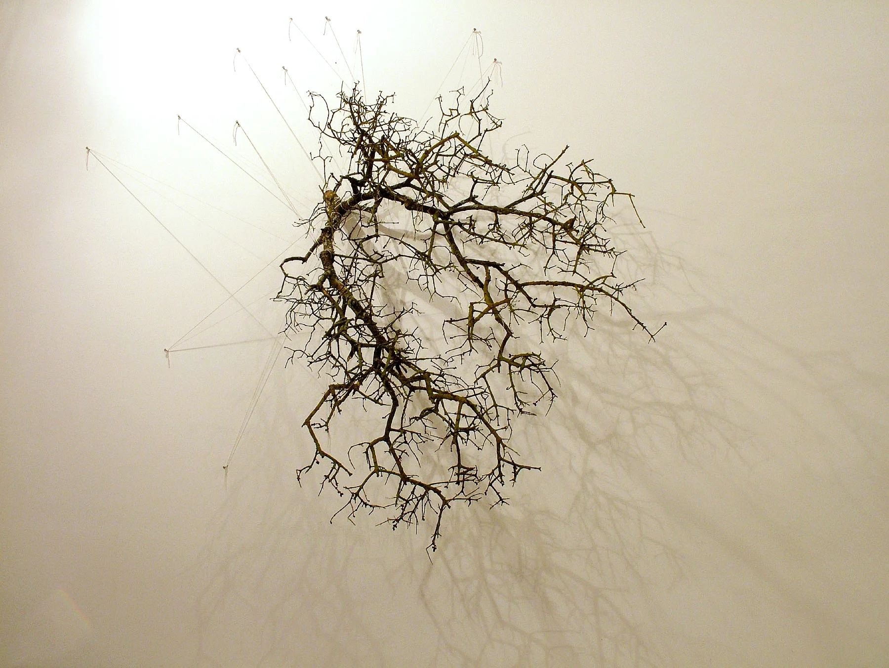 Drawing with Branch