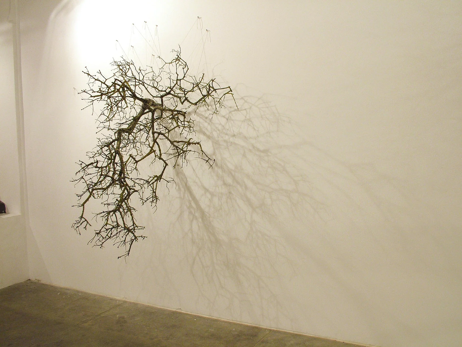 Drawing with Branch