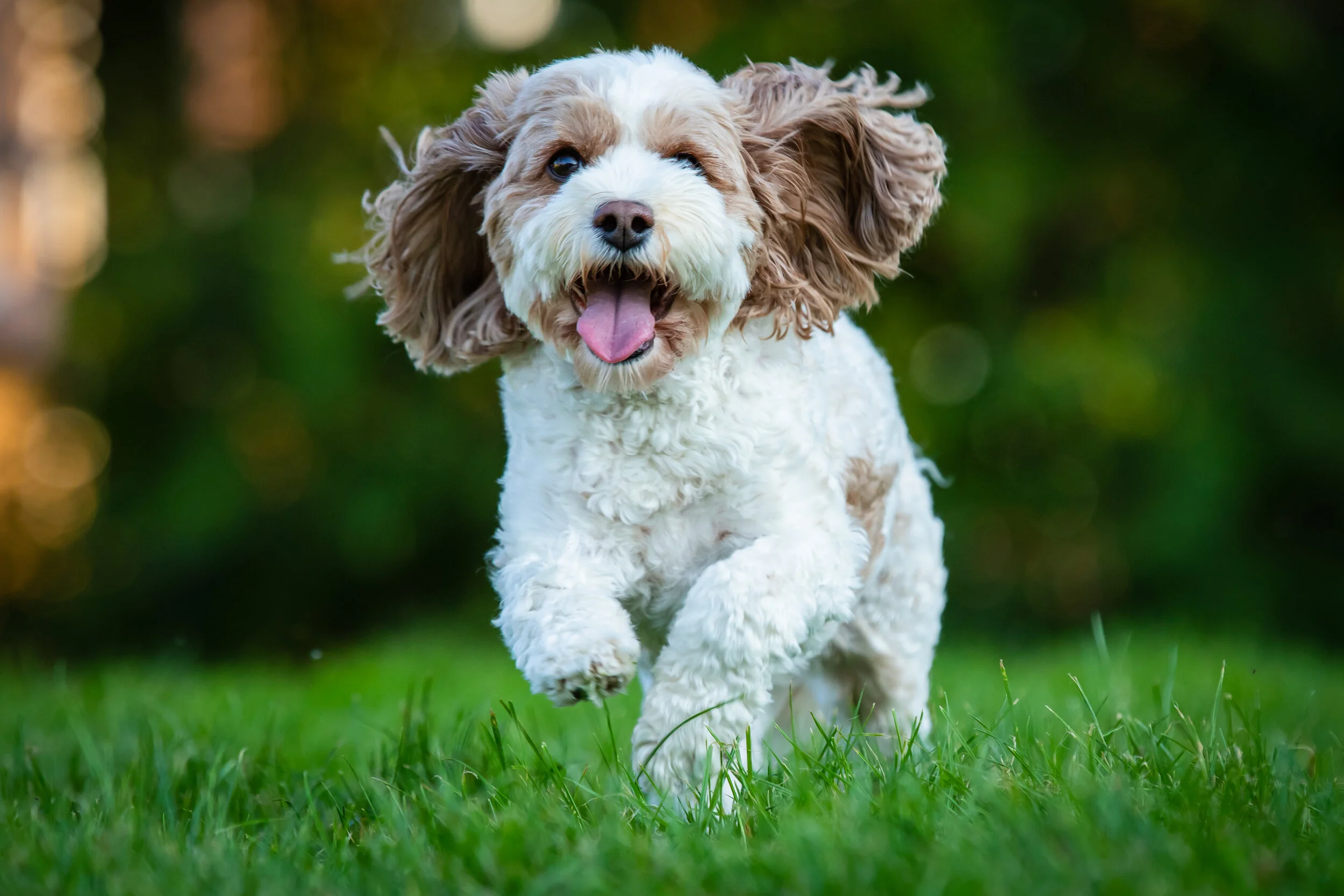 A happy dog running on grass with a blurred green background.