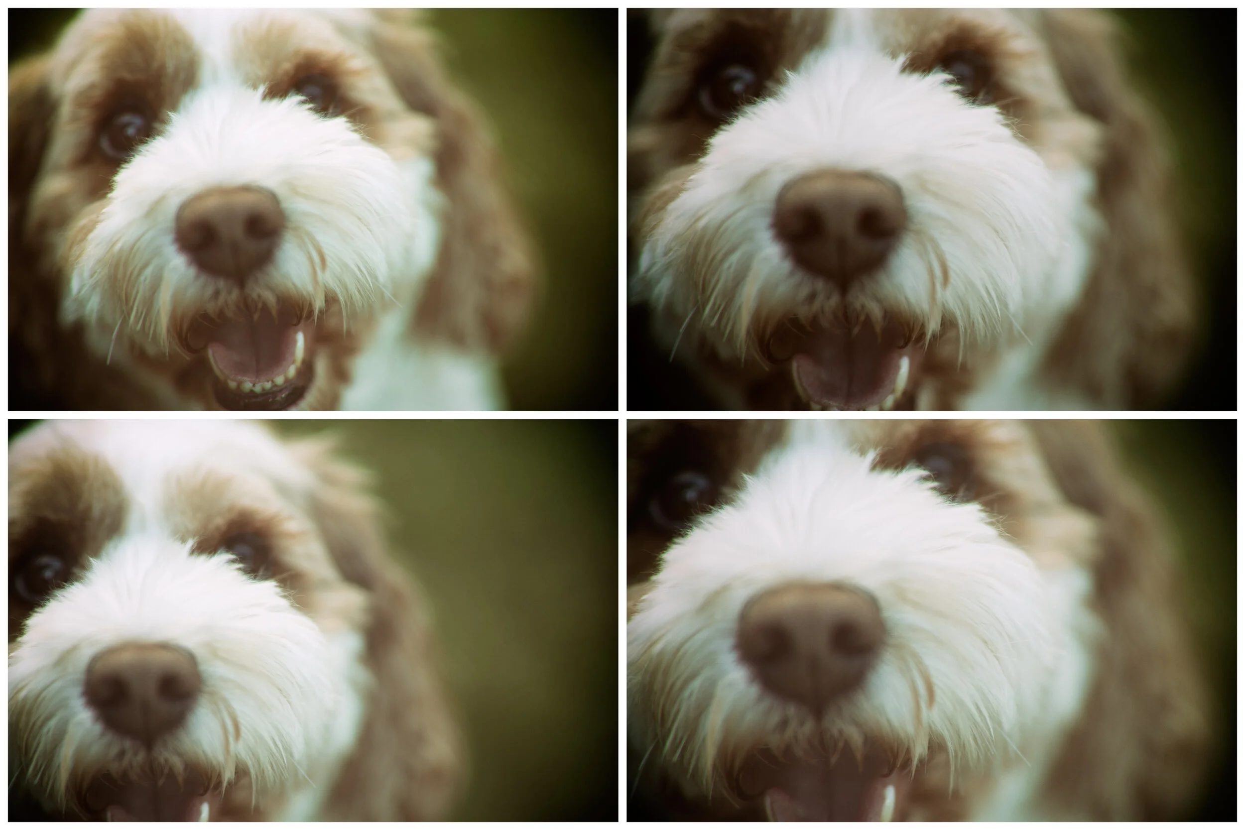 Close-up collage of a fluffy dog with brown and white fur, showing its face in different angles.