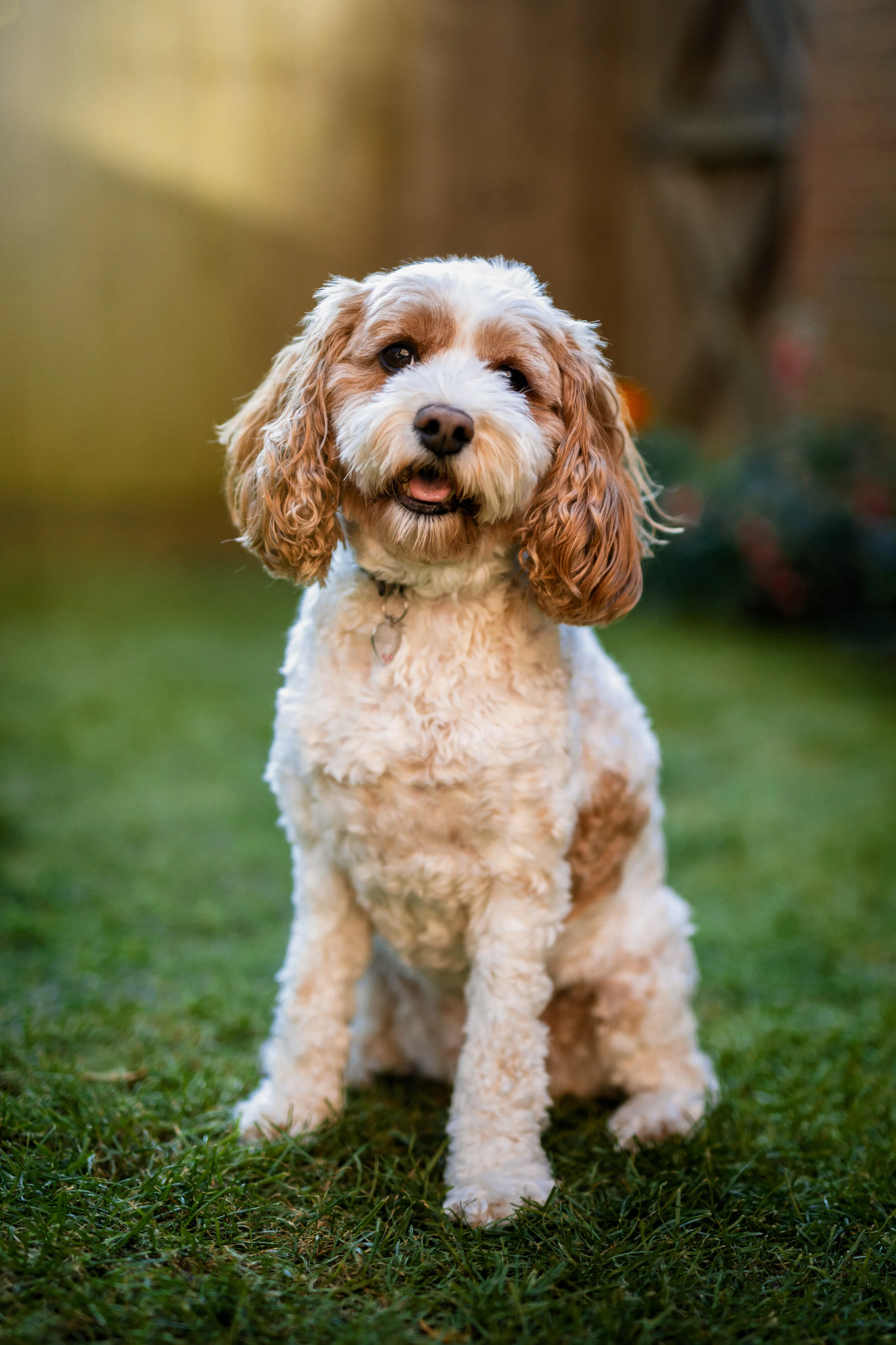 Cute brown and white dog sitting on grass with a blurred background