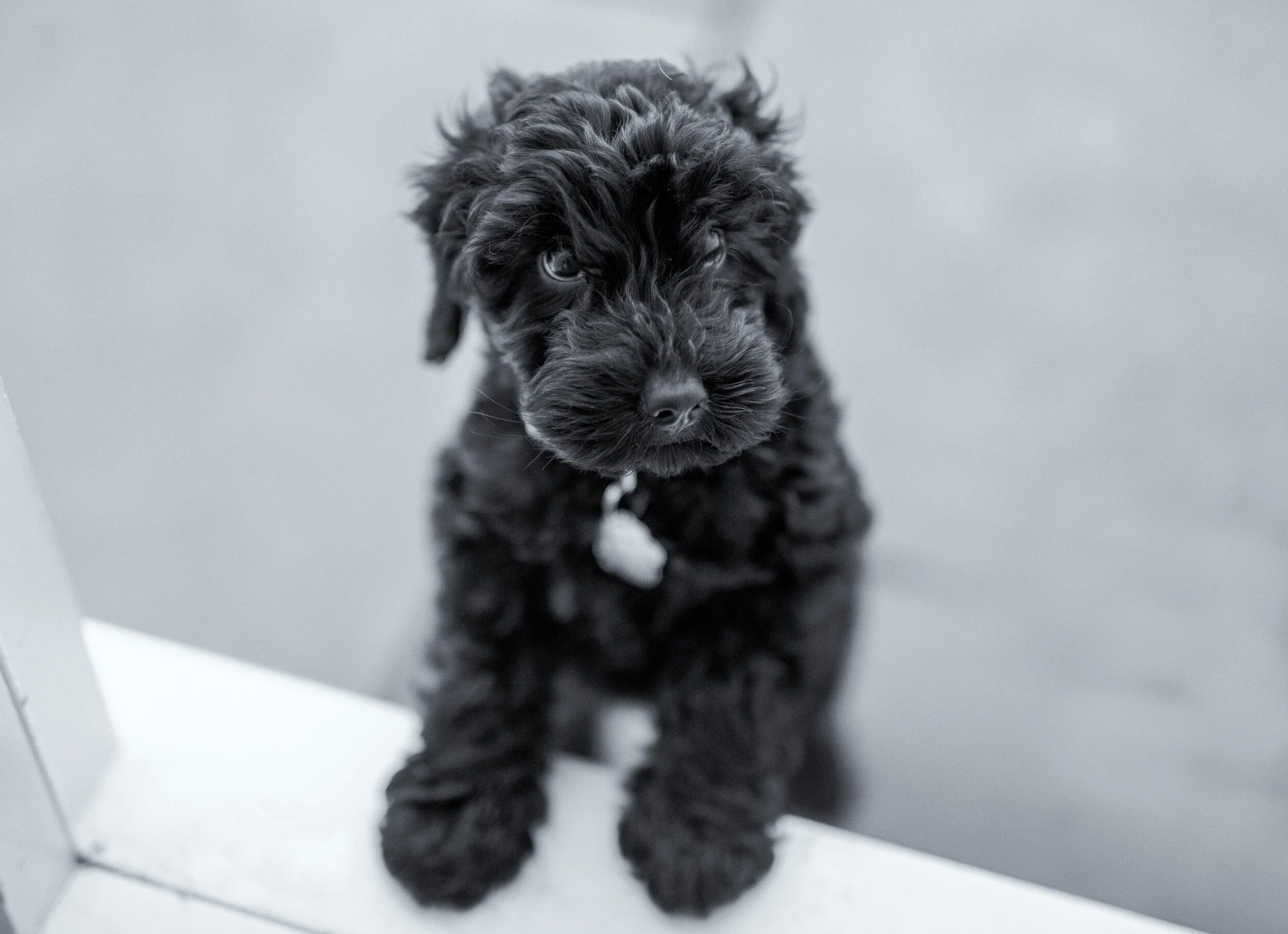 Black and white photo of a fluffy black puppy with curly fur standing on a white surface.