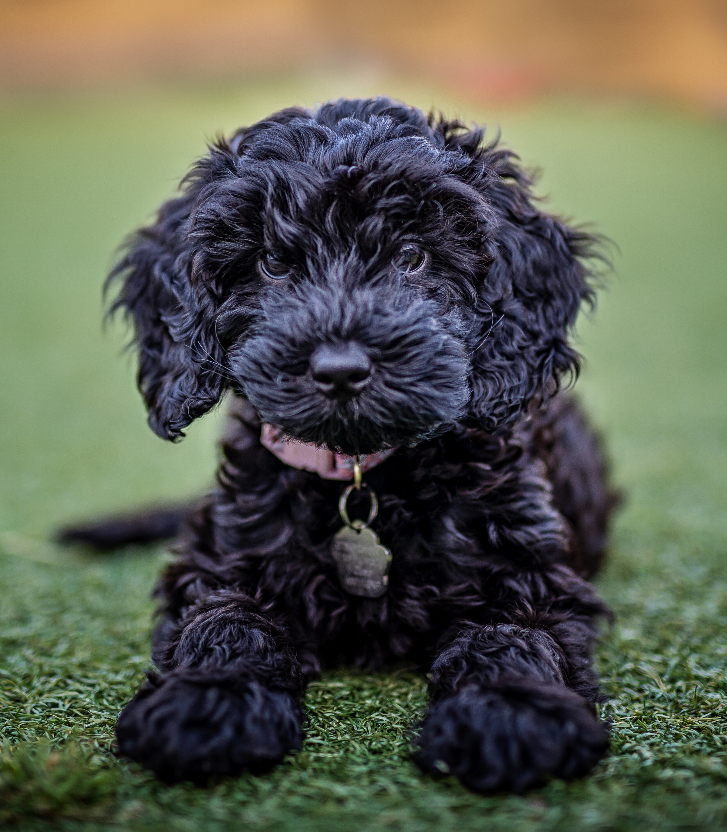 Black puppy with curly fur lying on grass