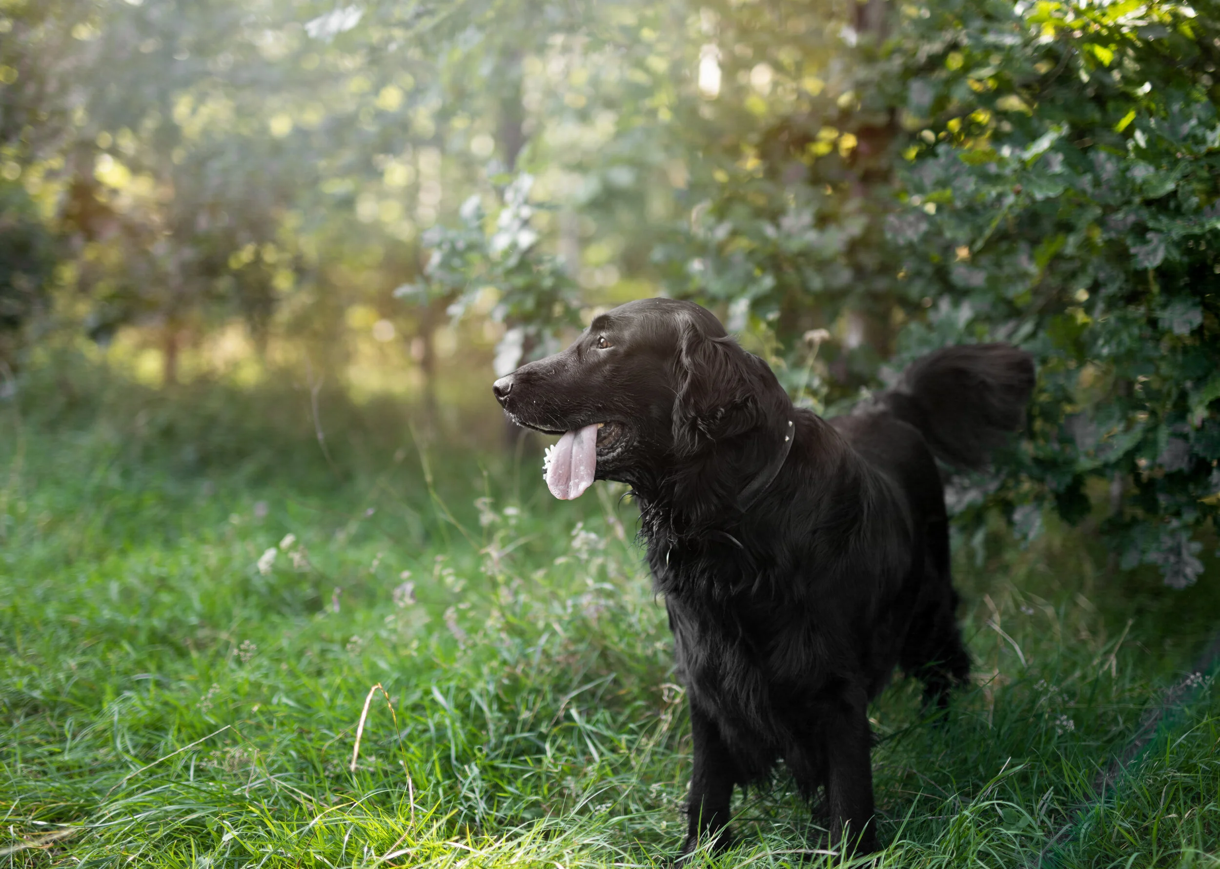 Black dog with long fur standing on green grass in a sunlit forest.