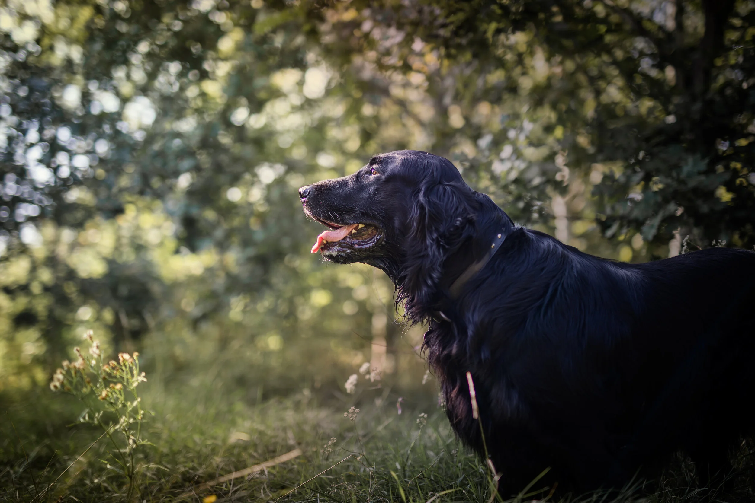 Black dog standing in a grassy area with trees in the background on a sunny day.
