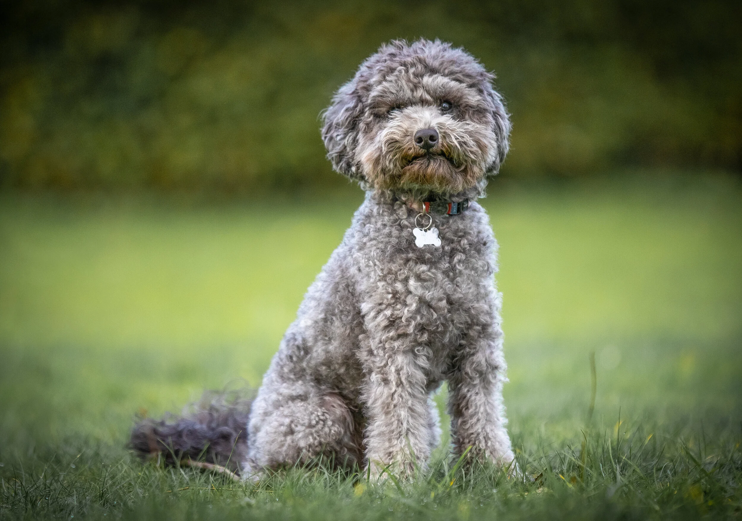 Curly-haired dog sitting on grass
