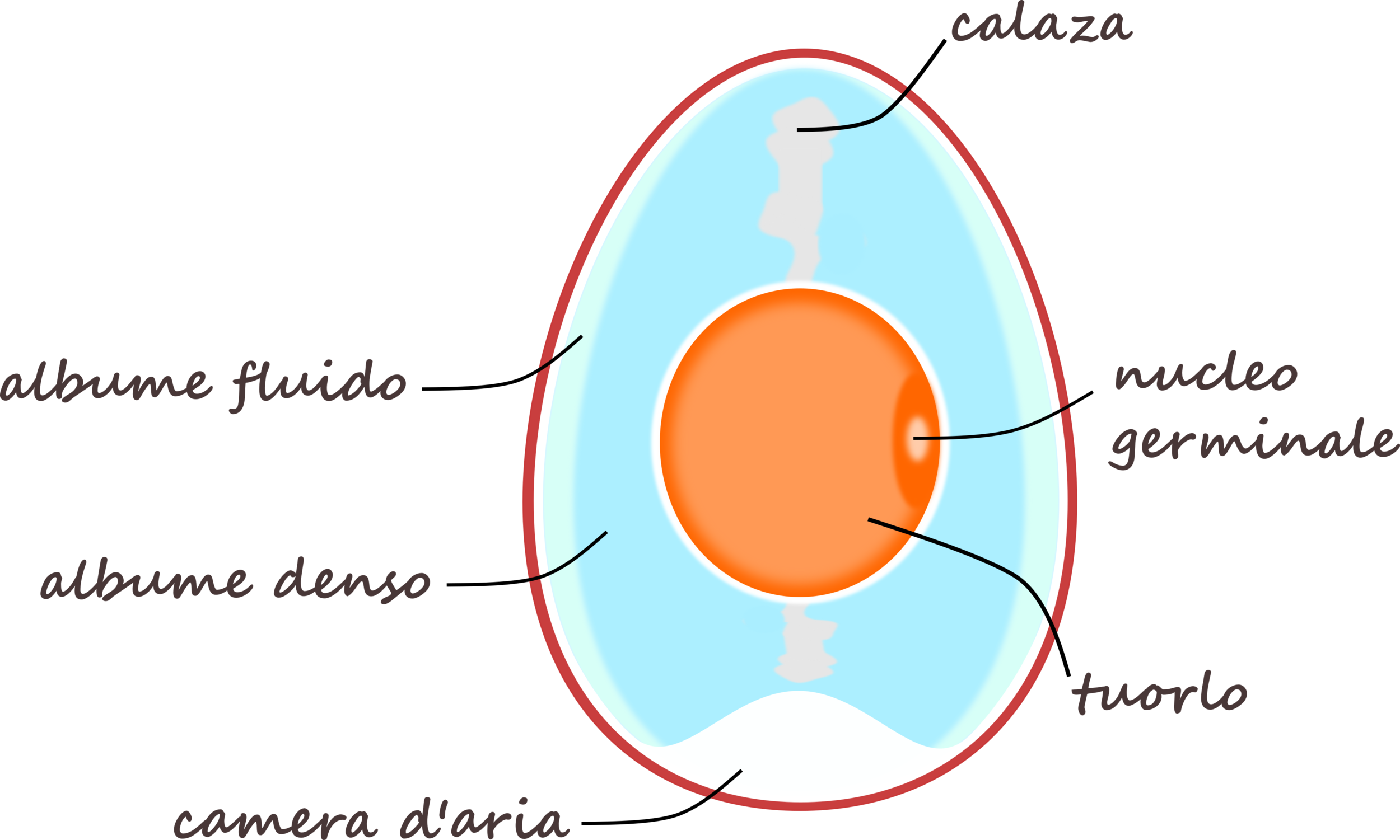 egg_ita.png