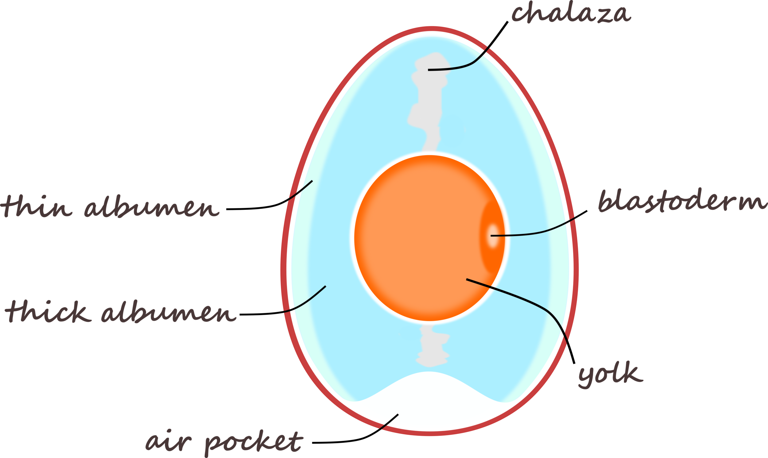 egg_en.png