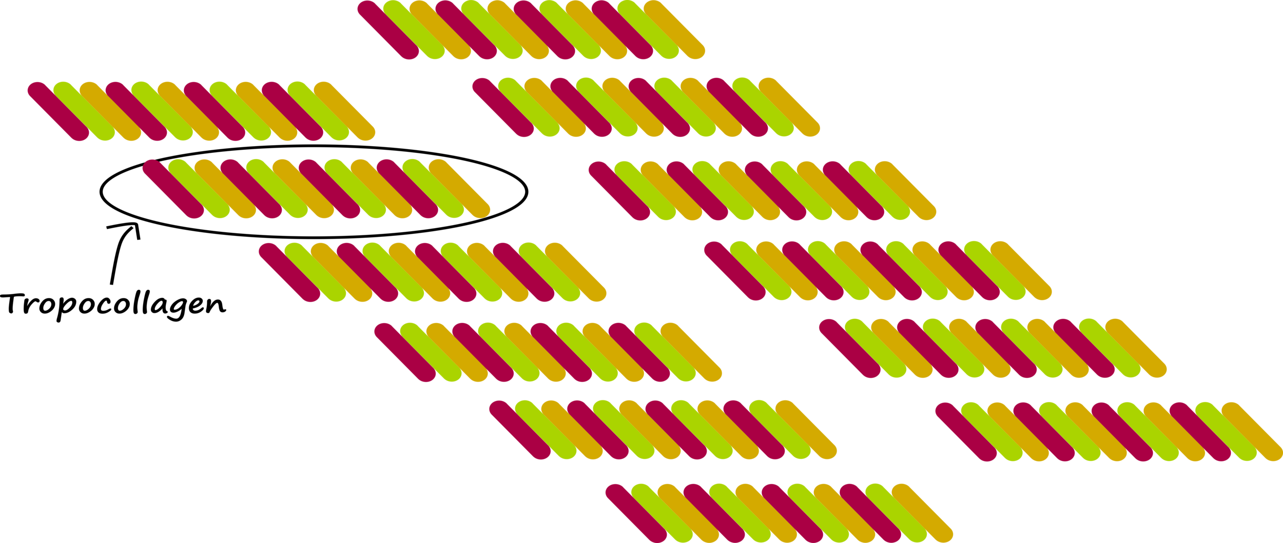 Arrangement of collagen triple helix