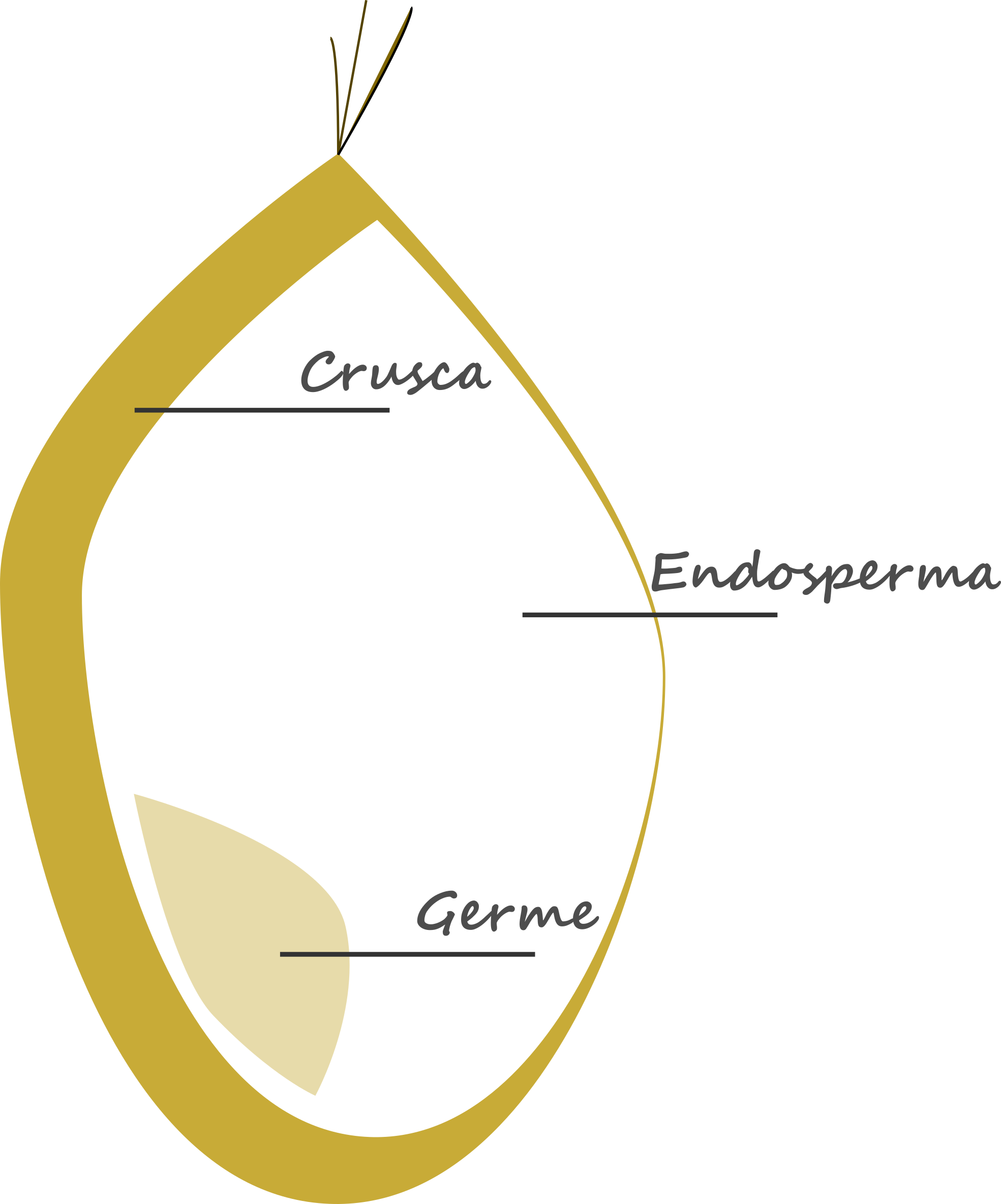 Rappresentazione grafica della sezione di un seme di frumento