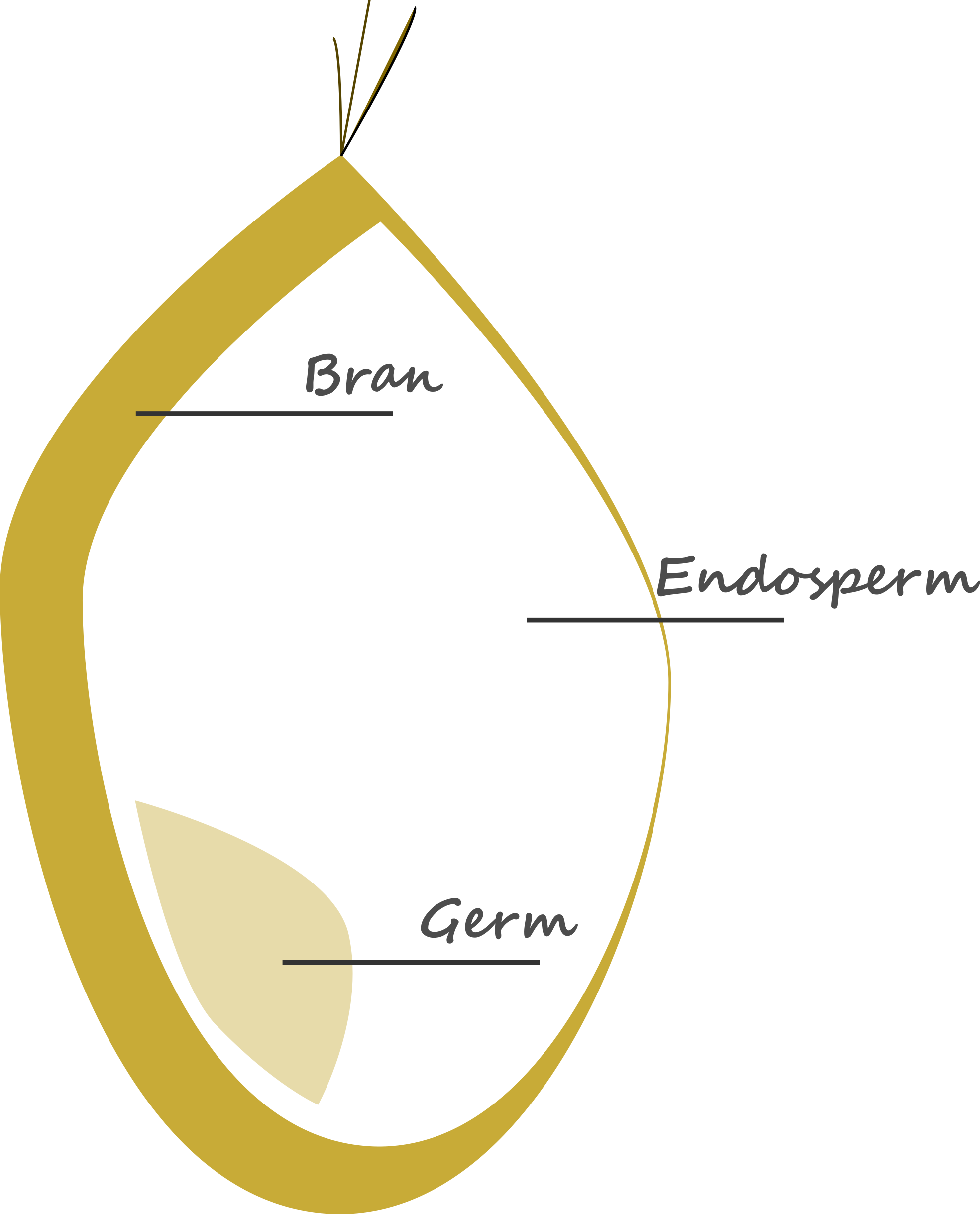 Graphical representation of the section of a wheat seed