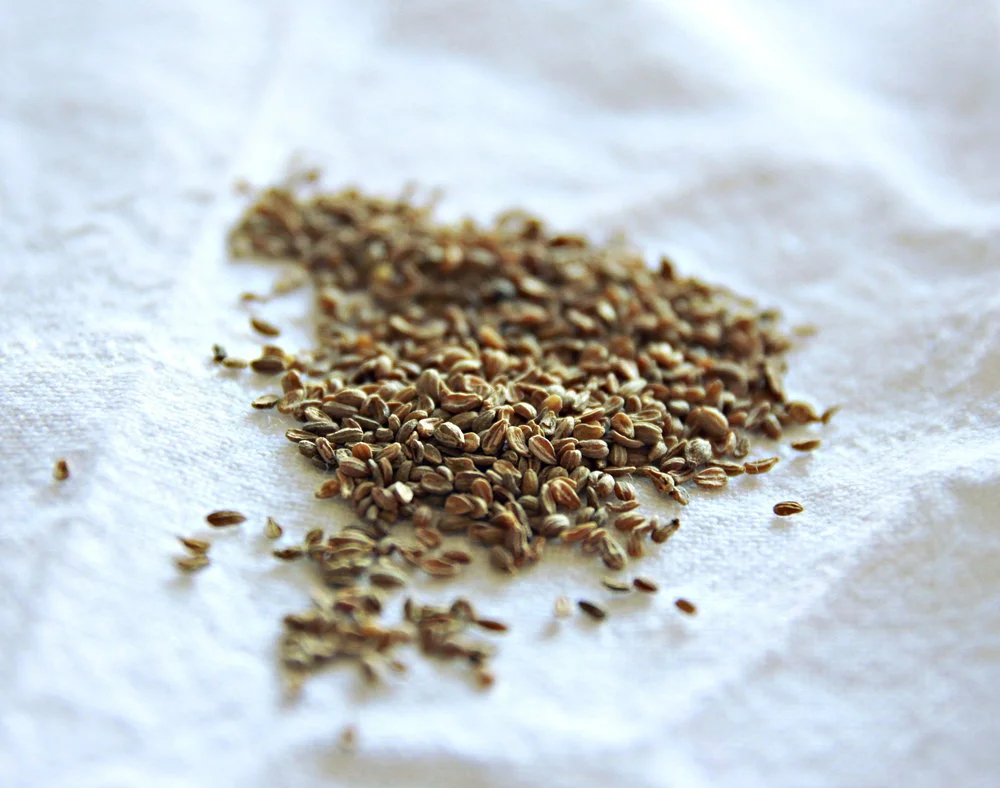 Anise is commonly used in the production of Pastis