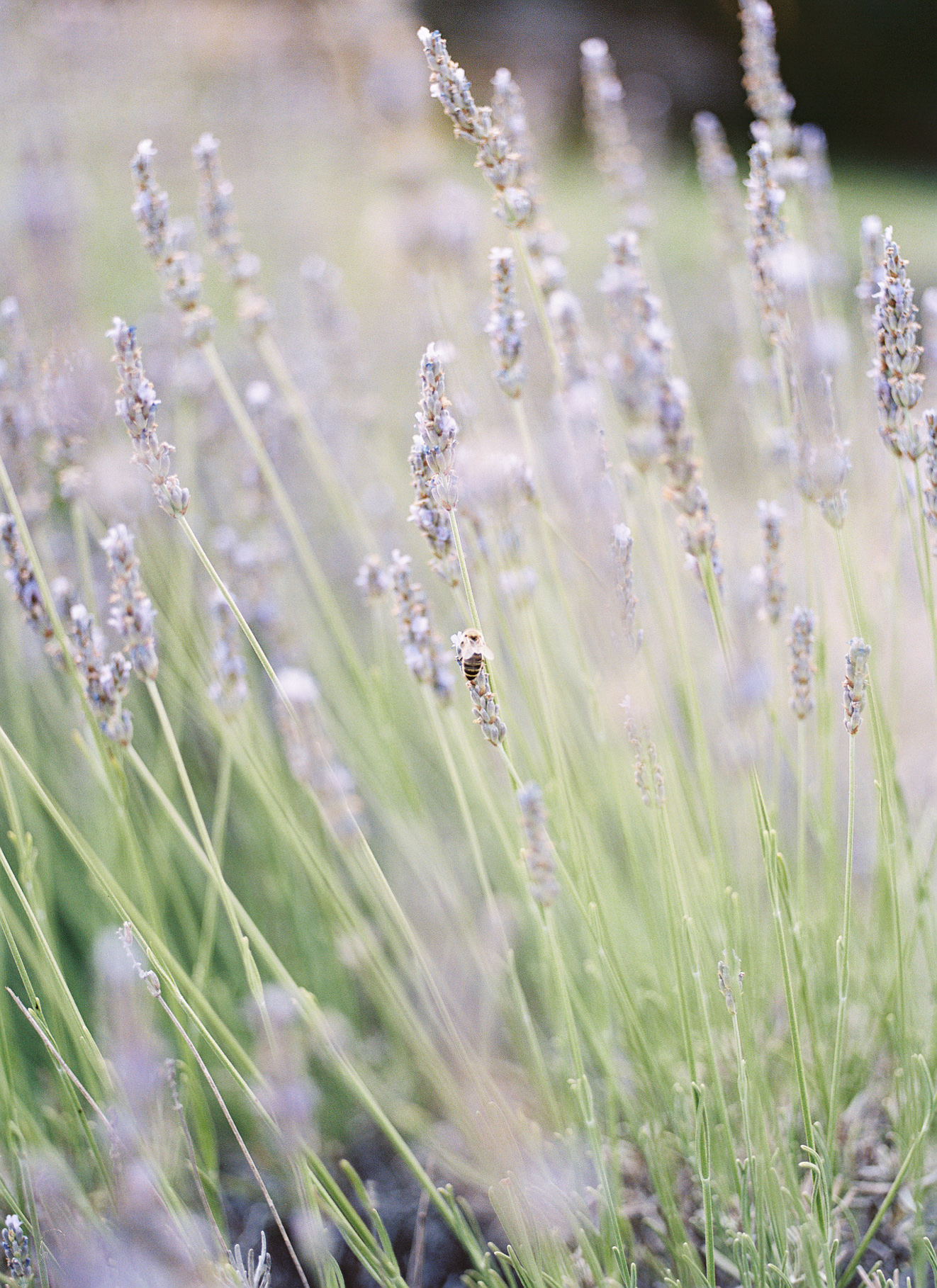 Film Lavender-3.jpg