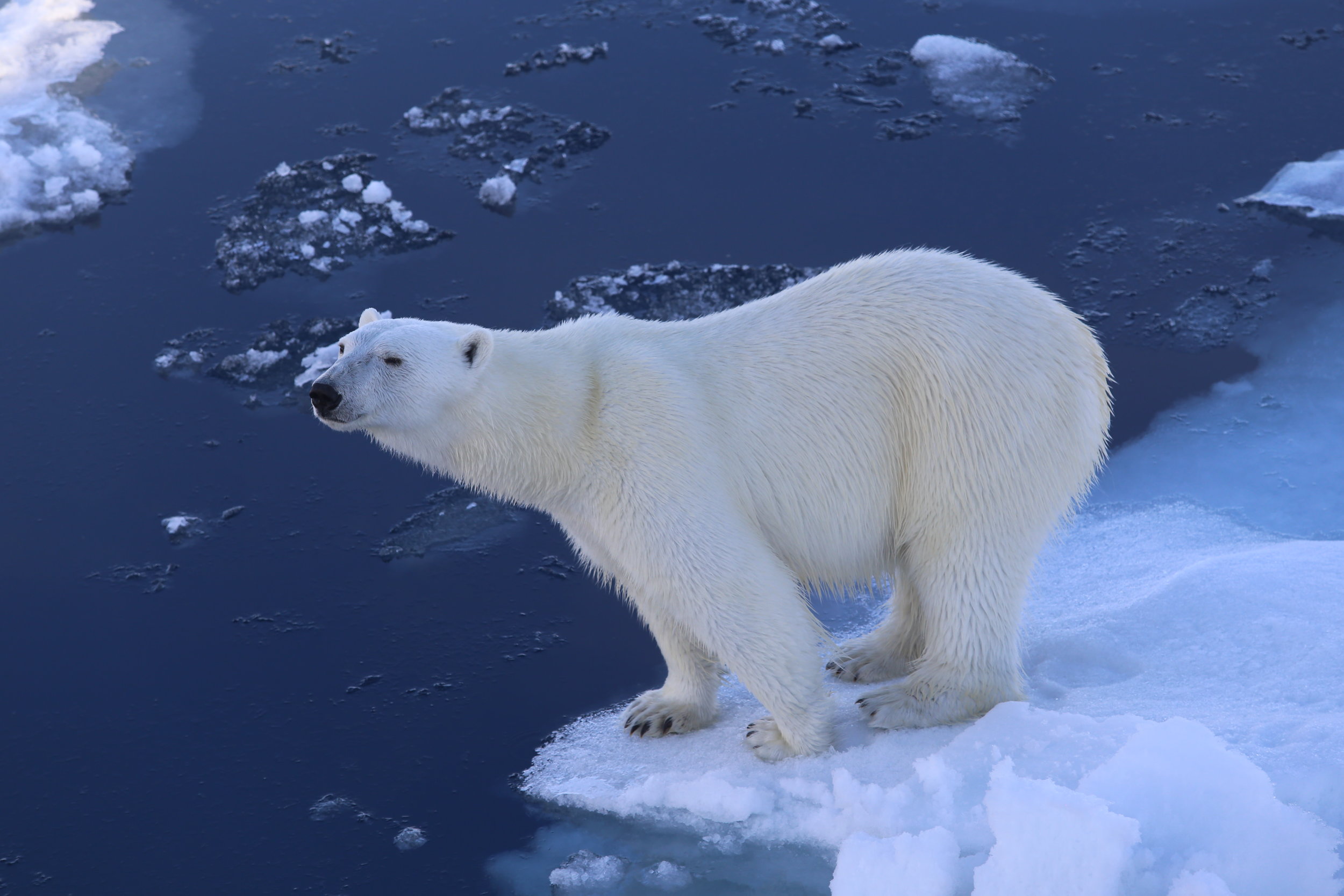  Lack of sea ice makes it difficult for bears to hunt seals. Photo: Magnus Andersen / Norwegian Polar Institute 