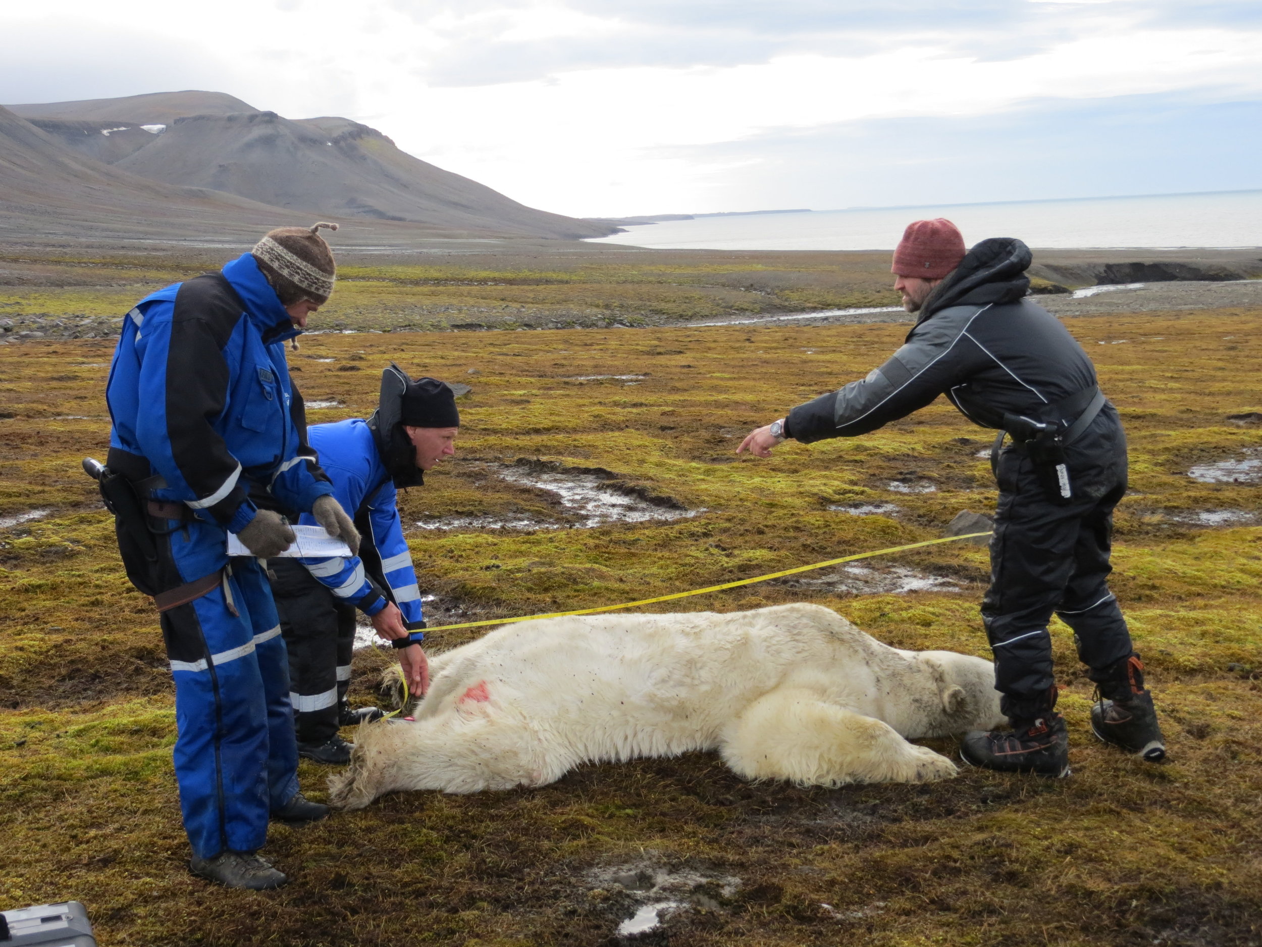  We took samples from female polar bears during two contrasting seasons: spring, when sea ice is at its maximum extent, and autumn, when most sea ice has melted. Photos: Magnus Andersen and Heli Routti / Norwegian Polar Institute 