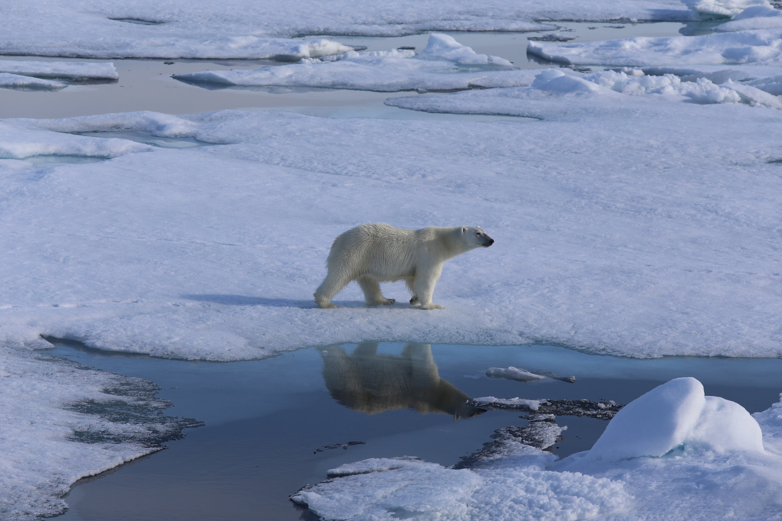  Polar bears use sea ice to hunt their favourite prey, ringed seals. Photo: Magnus Andersen / Norwegian Polar Institute 
