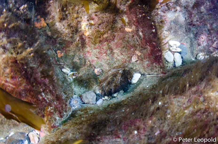 The Blue Mussels Around Svalbard Have Come A Long Way 