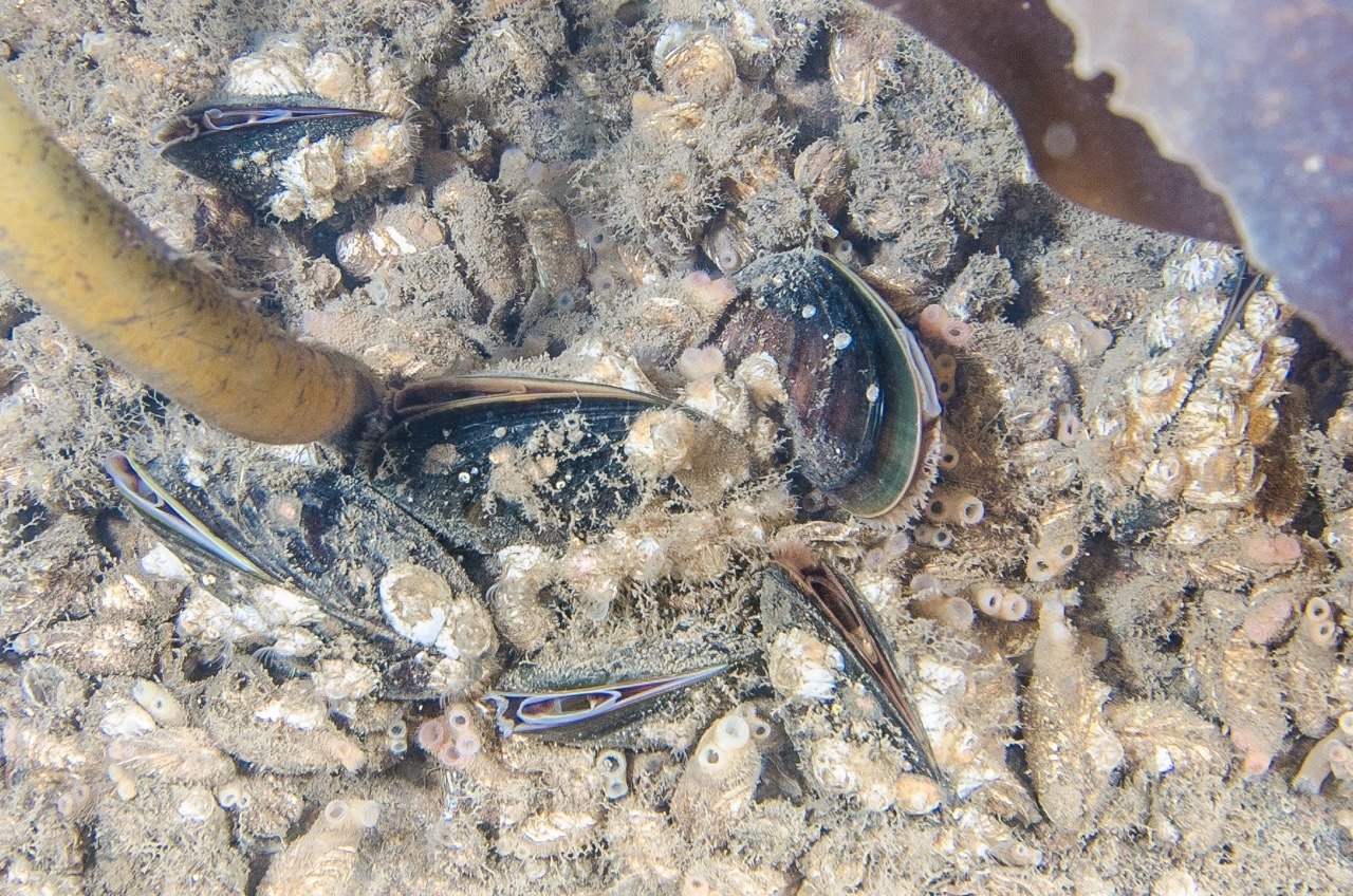 Live mussels from Bykaia in Longyearbyen. Even though they all look alike, new studies show that these are probably individuals with genetic material from two or three different species. Photo: Peter Leopold / UiT The Arctic University of Norway