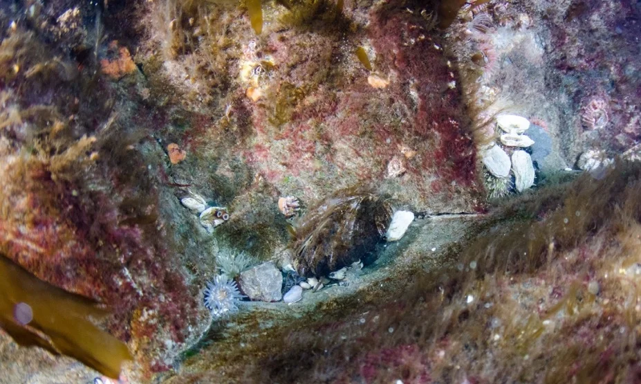 The mussels in Svalbard are often difficult to spot, well hidden among seaweed, bryozoans, hydrozoans and other organisms. This photo is from the area in which the mussels were first seen in 2004, Sagaskjæret at the mouth of Isfjorden. Photo: Peter Leopold / UiT The Arctic University of Norway