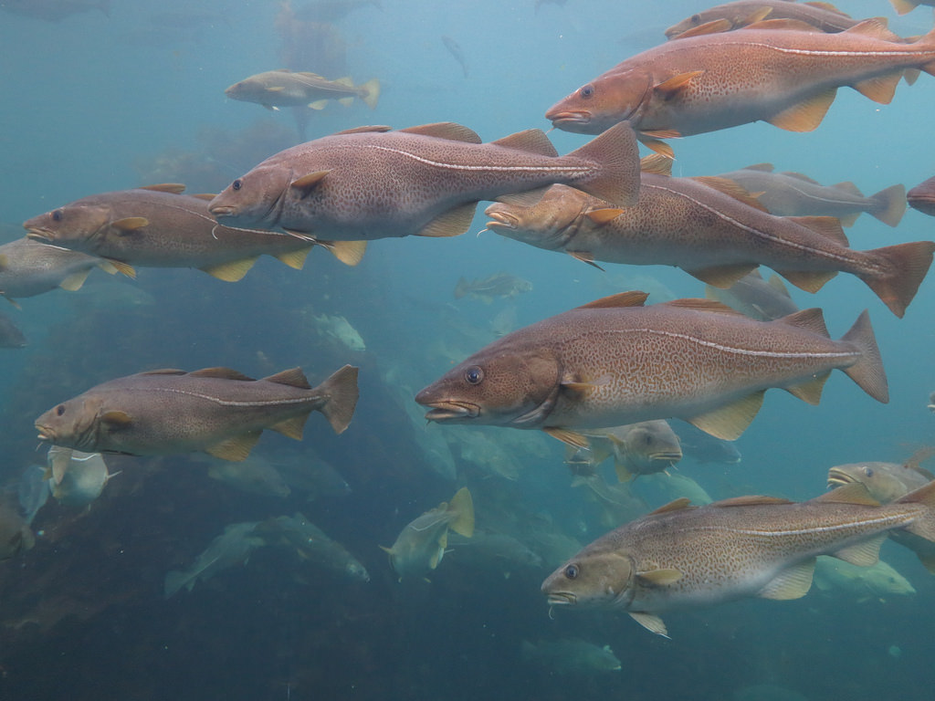 Atlantic cod is moving northward due to warming temperatures and increasingly feeding on the polar cod, which is an important food source for sea birds and seals. Photo: Peter Prokosch / GRID-Arendal